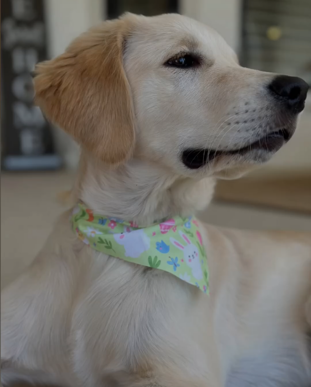 Spring Bandanas