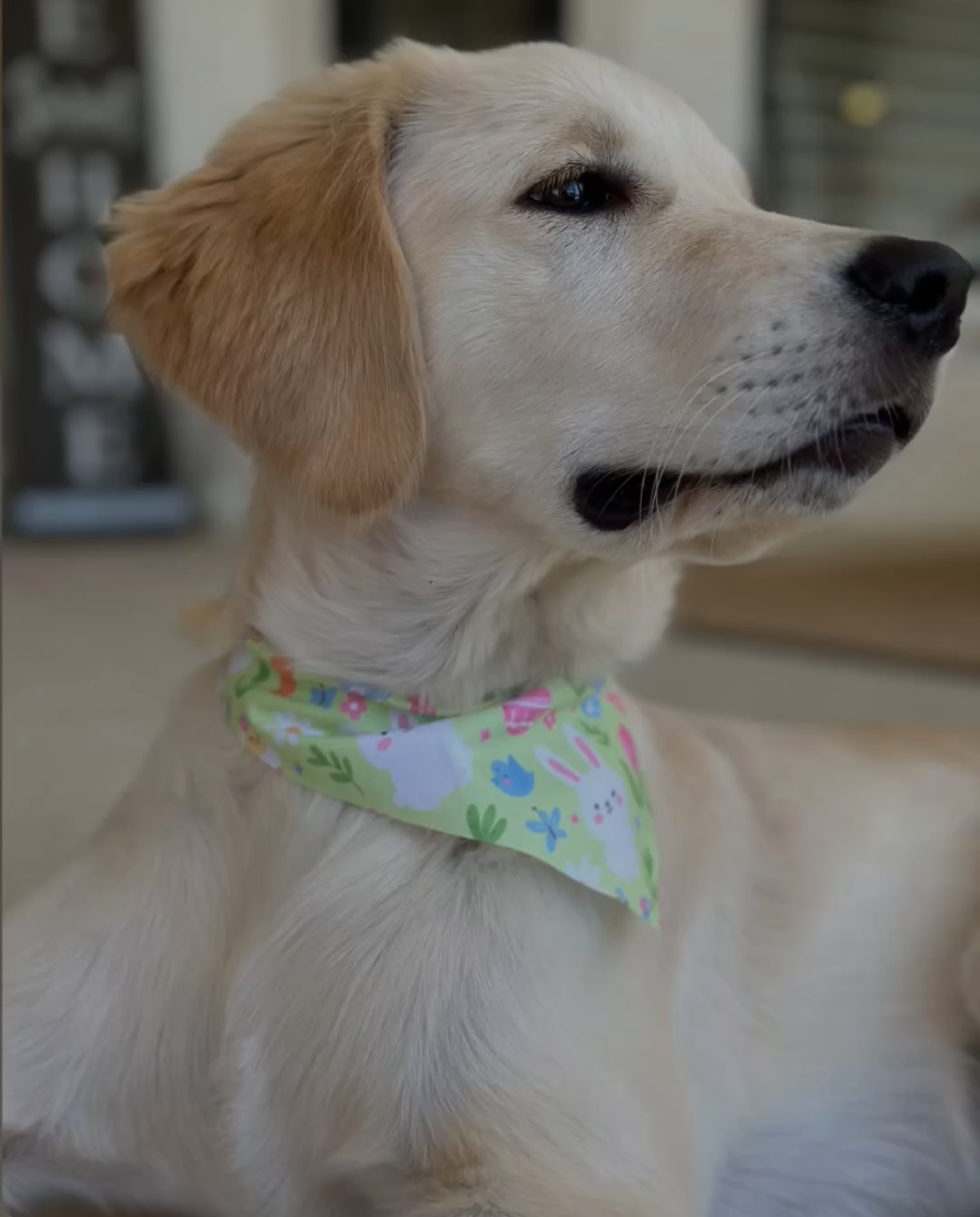 Spring Bandanas