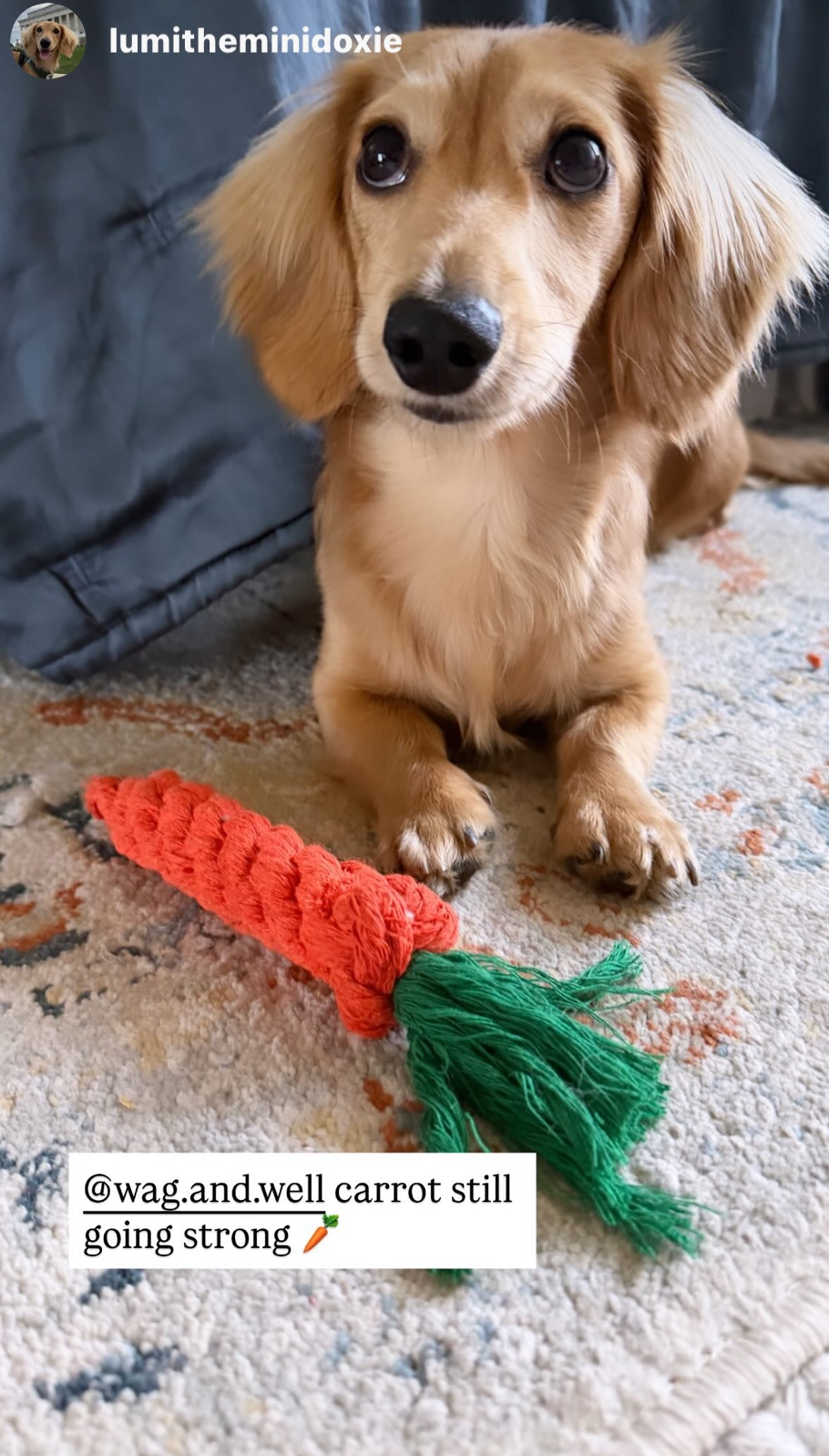 Carrot Rope Toy