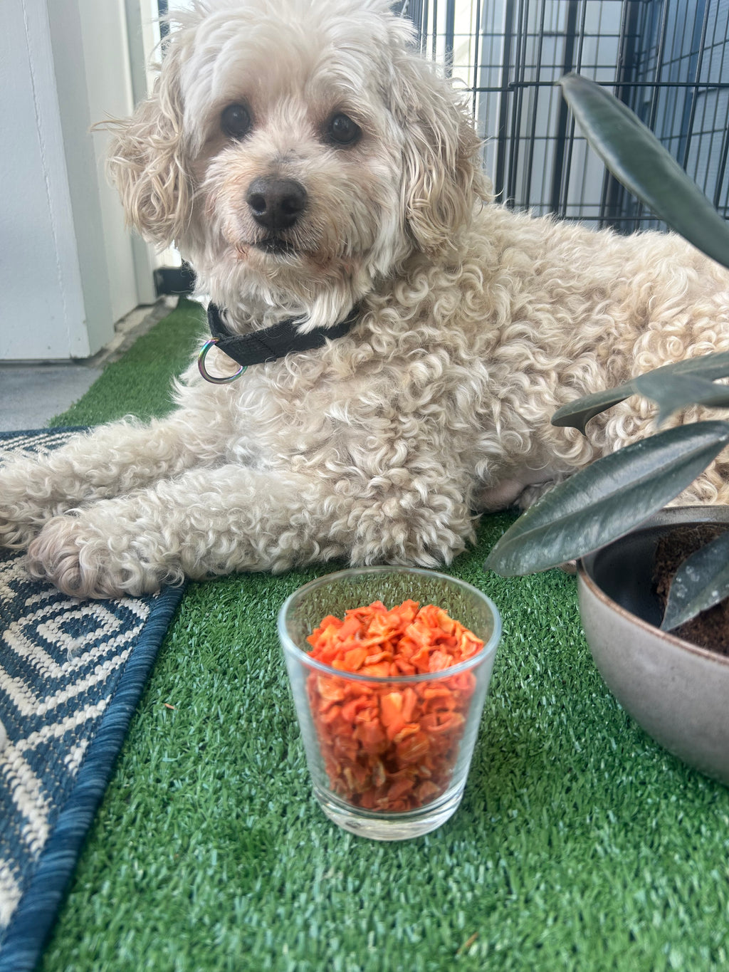 Dehydrated Carrot Treats