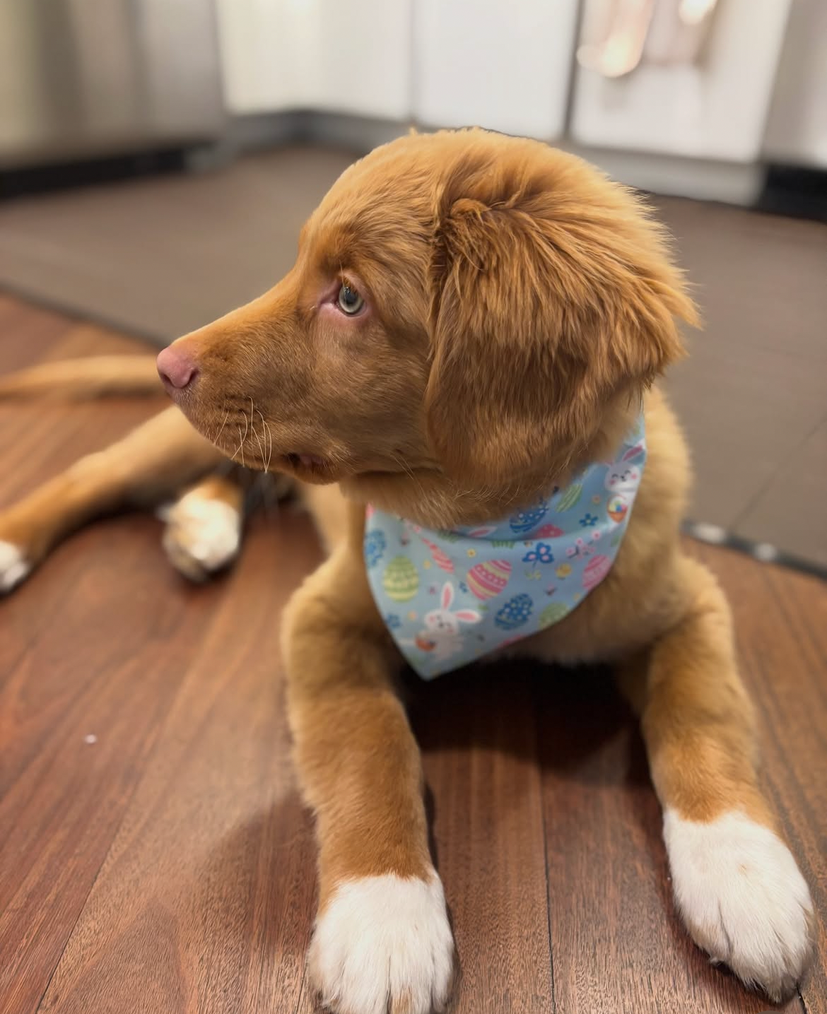 Spring Bandanas