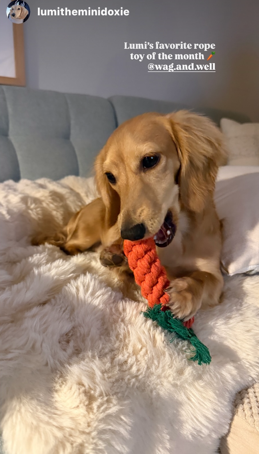 Carrot Rope Toy