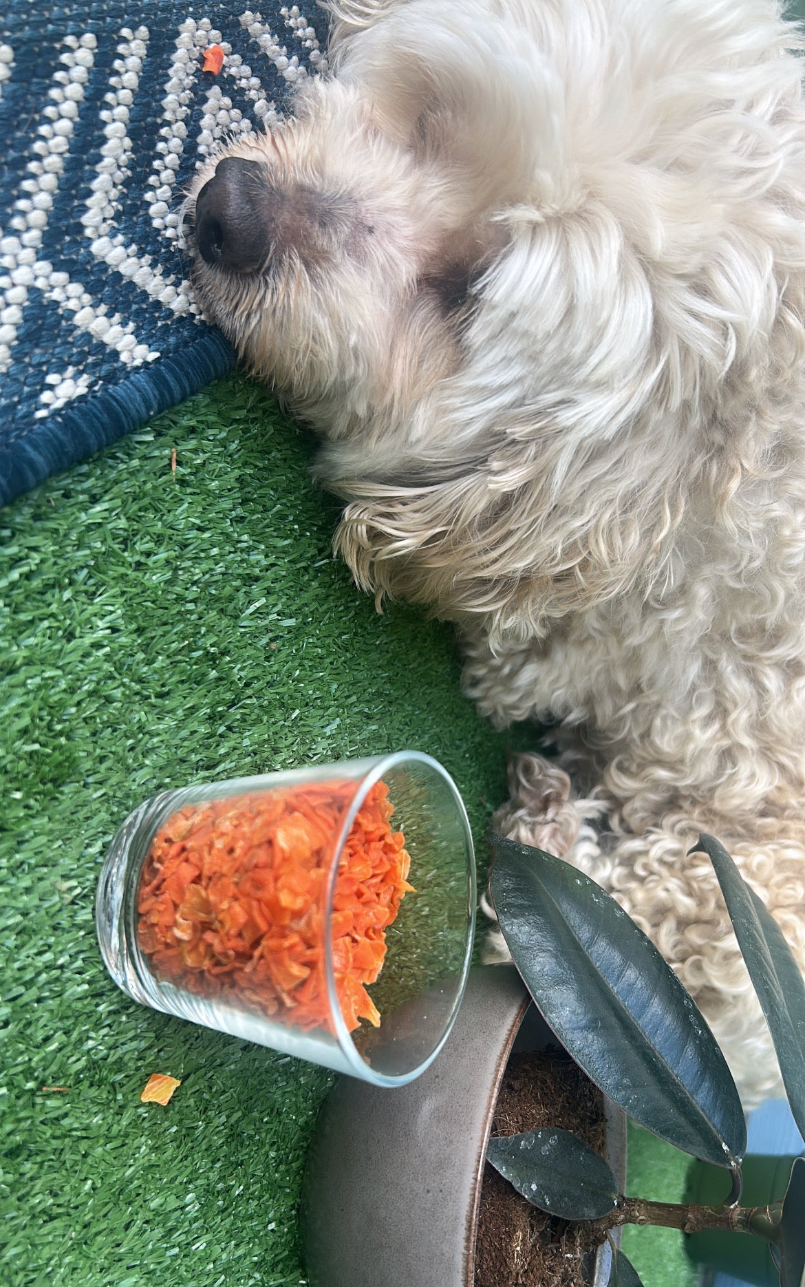 Dehydrated Carrot Treats