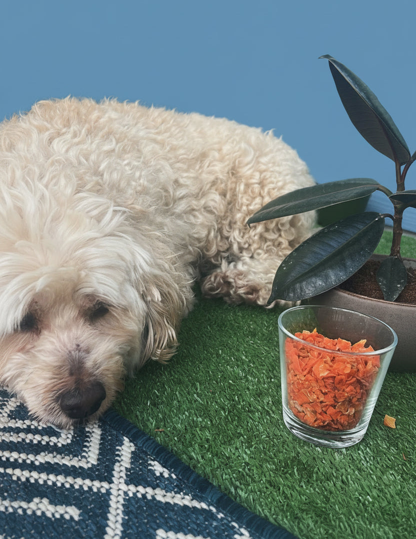 Dehydrated Carrot Treats