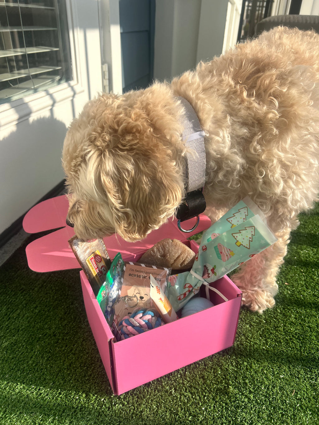 Pawliday Box