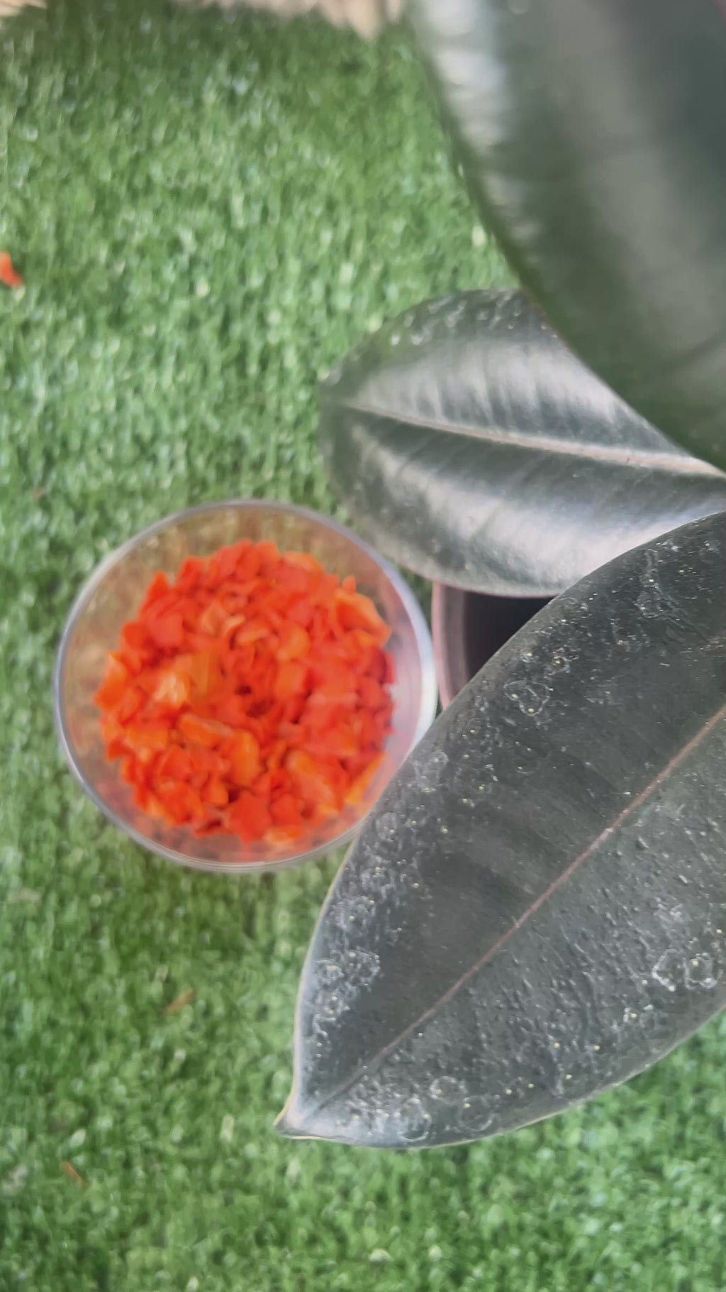Dehydrated Carrot Treats