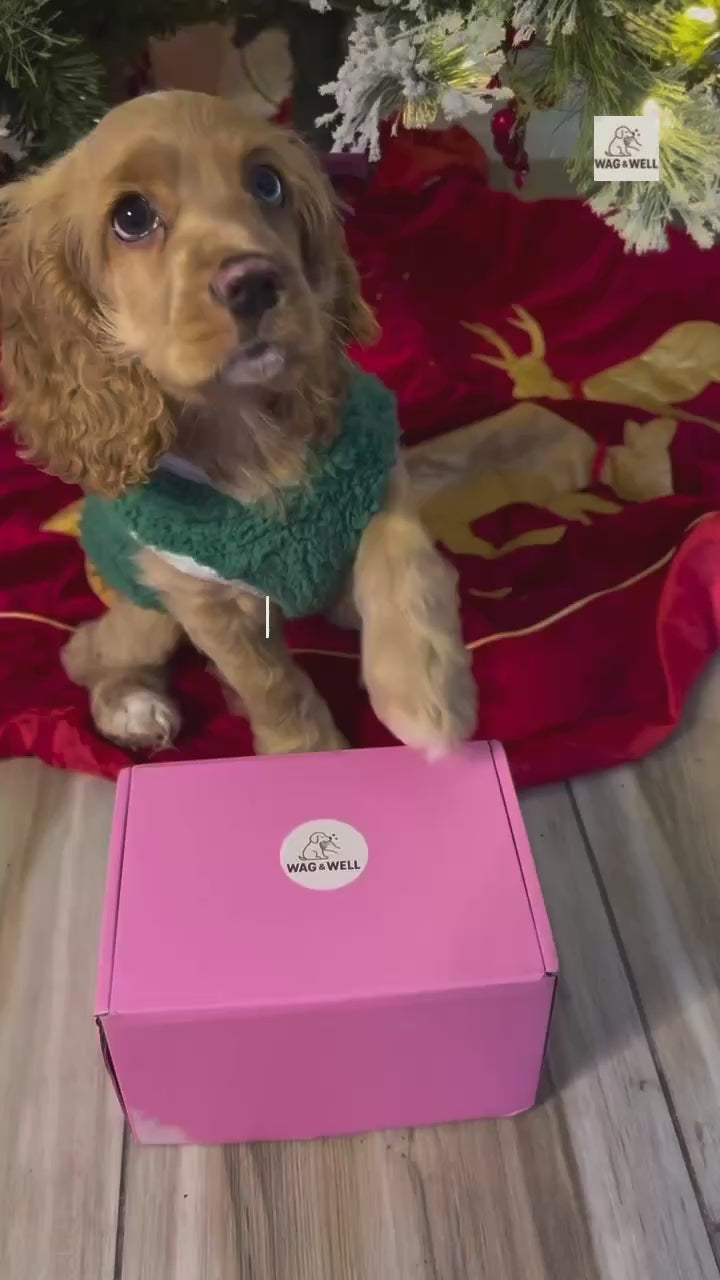 Pawliday Box