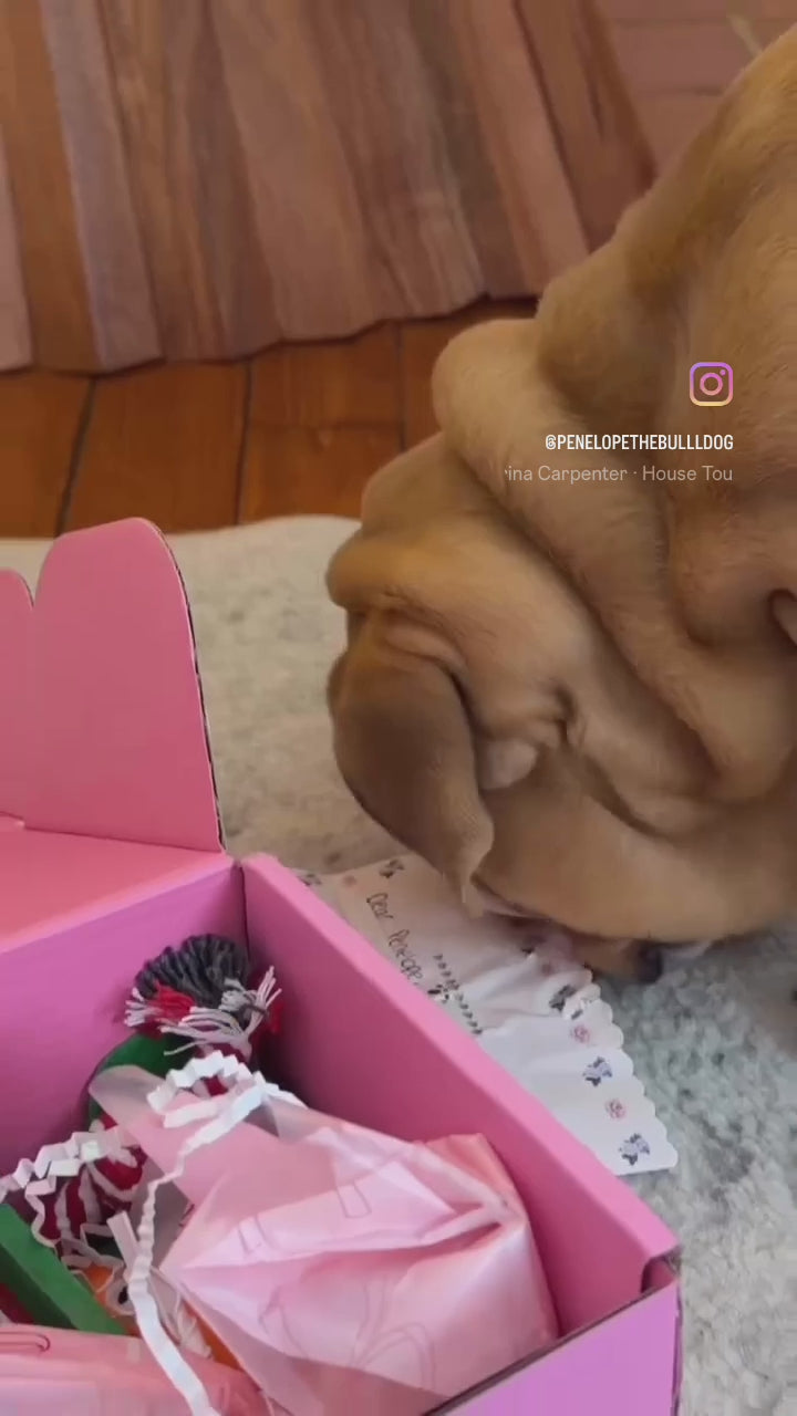 Pawliday Box
